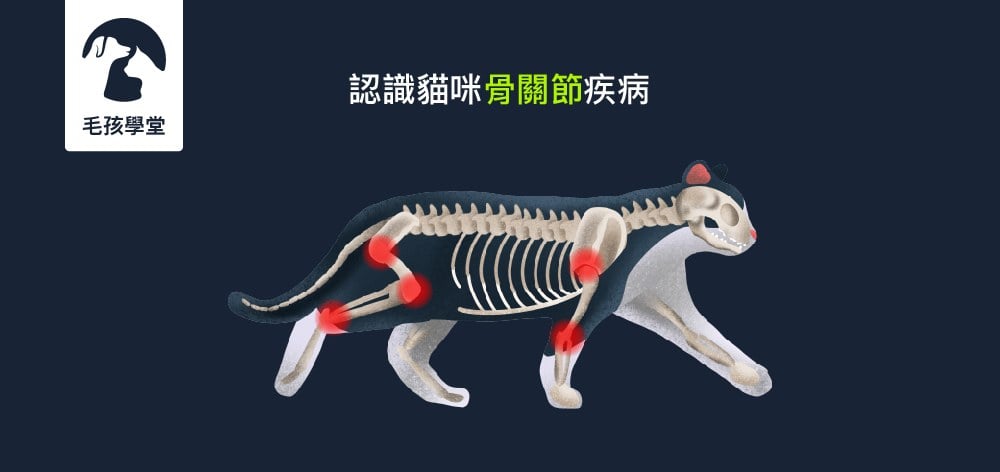 先天遺傳？後天傷害？貓奴必看！獸醫師教您認識貓咪骨關節疾病